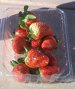 Die schönsten und aromatischsten Erdbeeren, die wir je gegessen haben