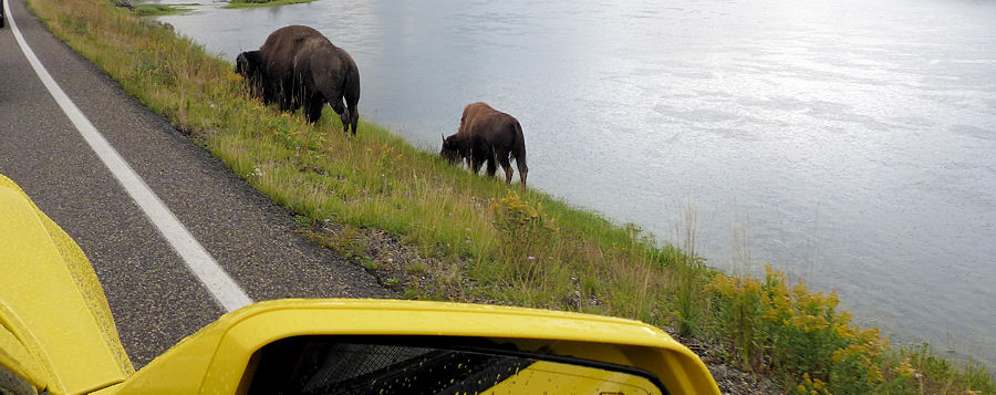 Bisons neben Strassee im Yellowstone