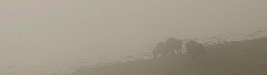 Bisons im Nebel am See