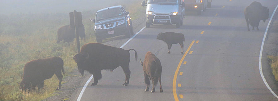 Büffel überqueren die Strasse